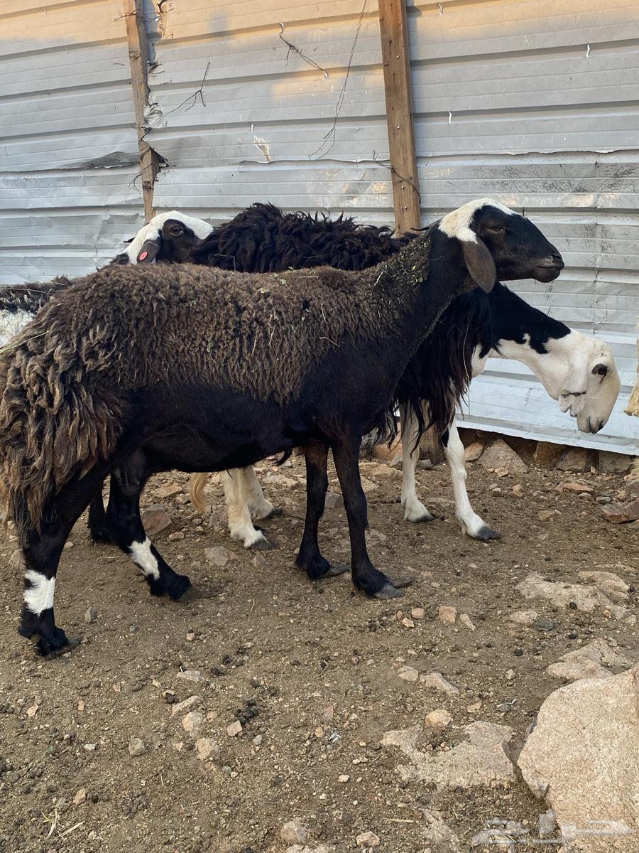 غنم صنف تم البيع64387912528515114