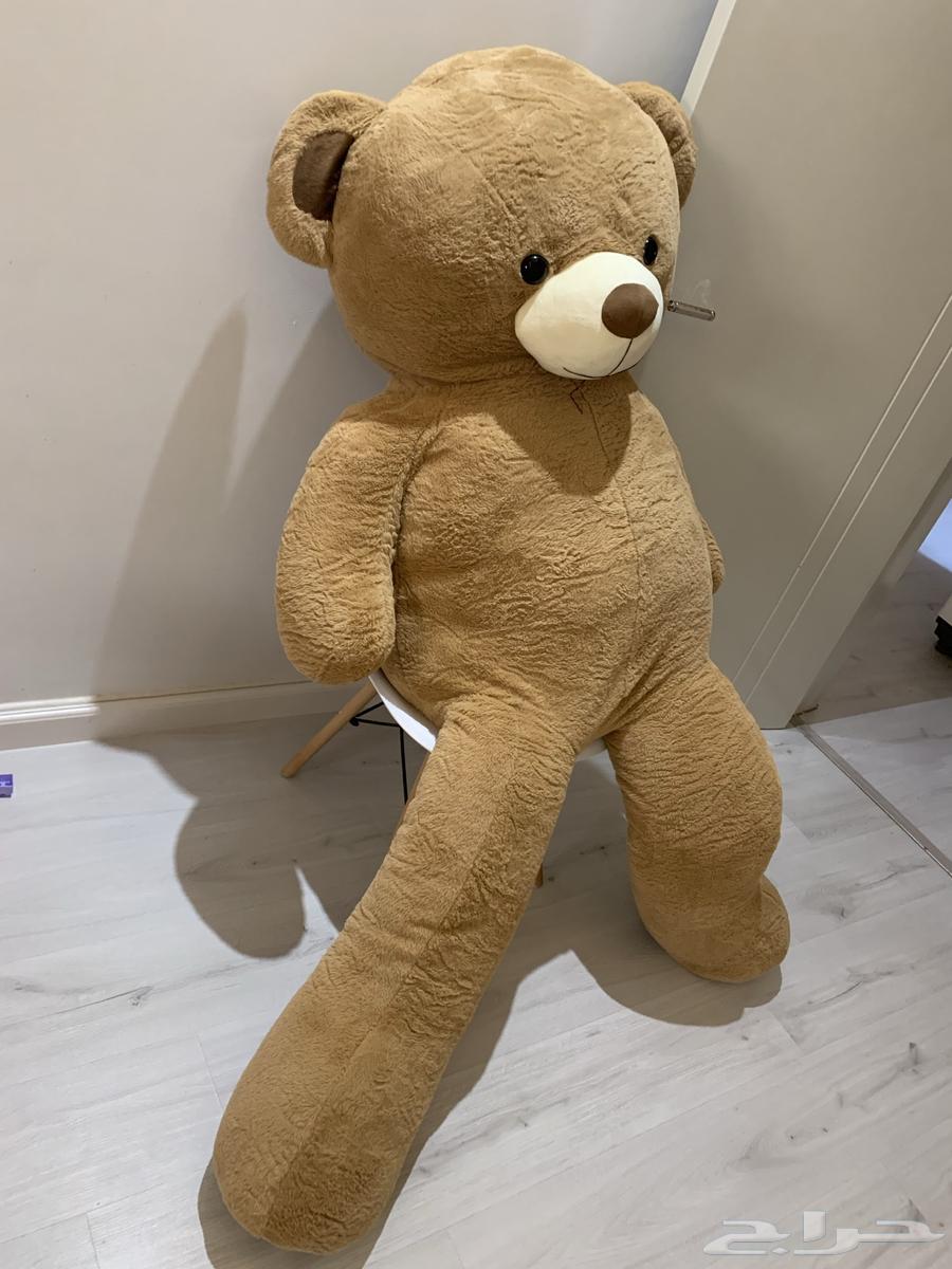 للبيع دب كبير جدا ضخم طوله 17064381892684801111