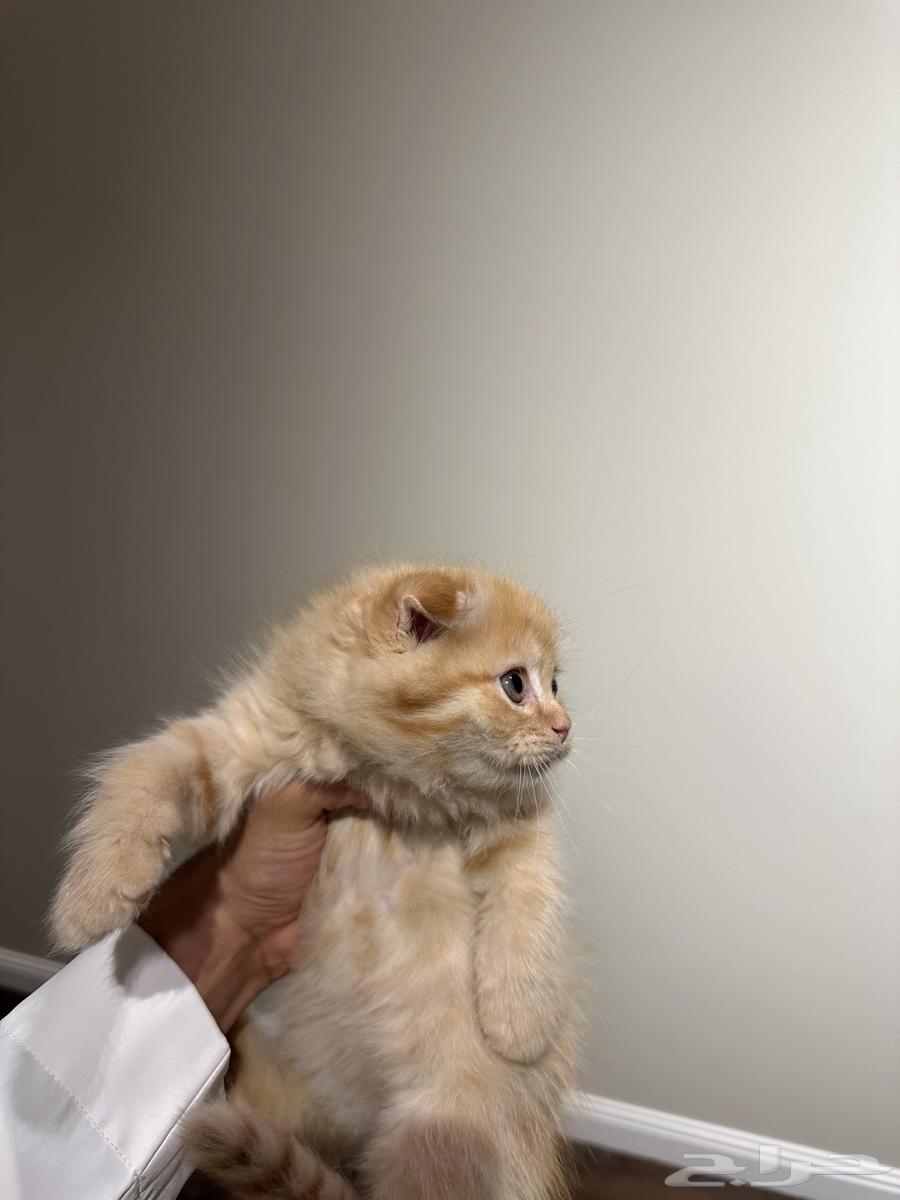 قطط كتن صغيرة فولد للبيع64379253482882111