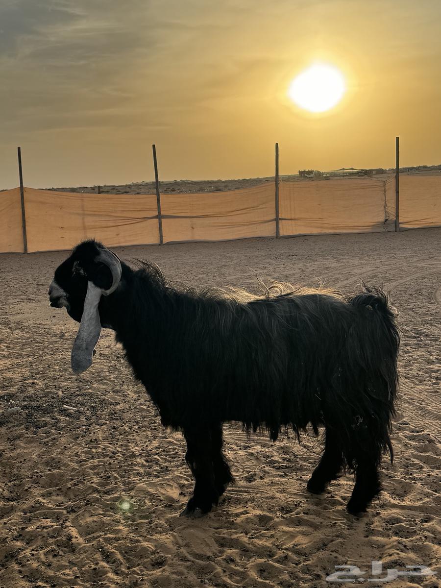 عنيزة العوشزيه64392031703939113