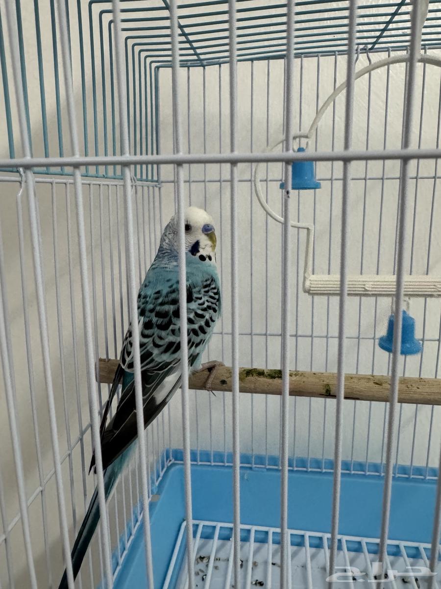 طيور الحب64384355435907110