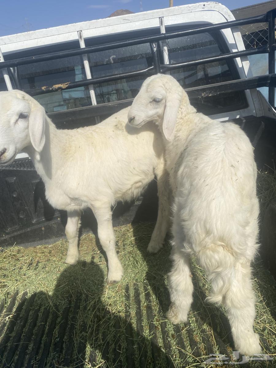 طليان تربية عمر ثلاث شهور64380902456194112