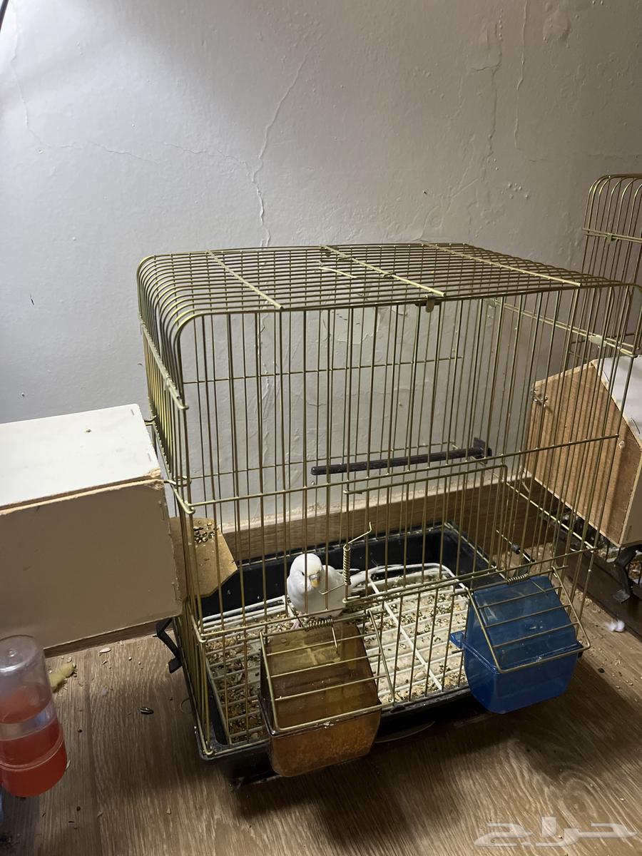 طيور للبيع أو البدل بحمام قطيفي64391770734209112