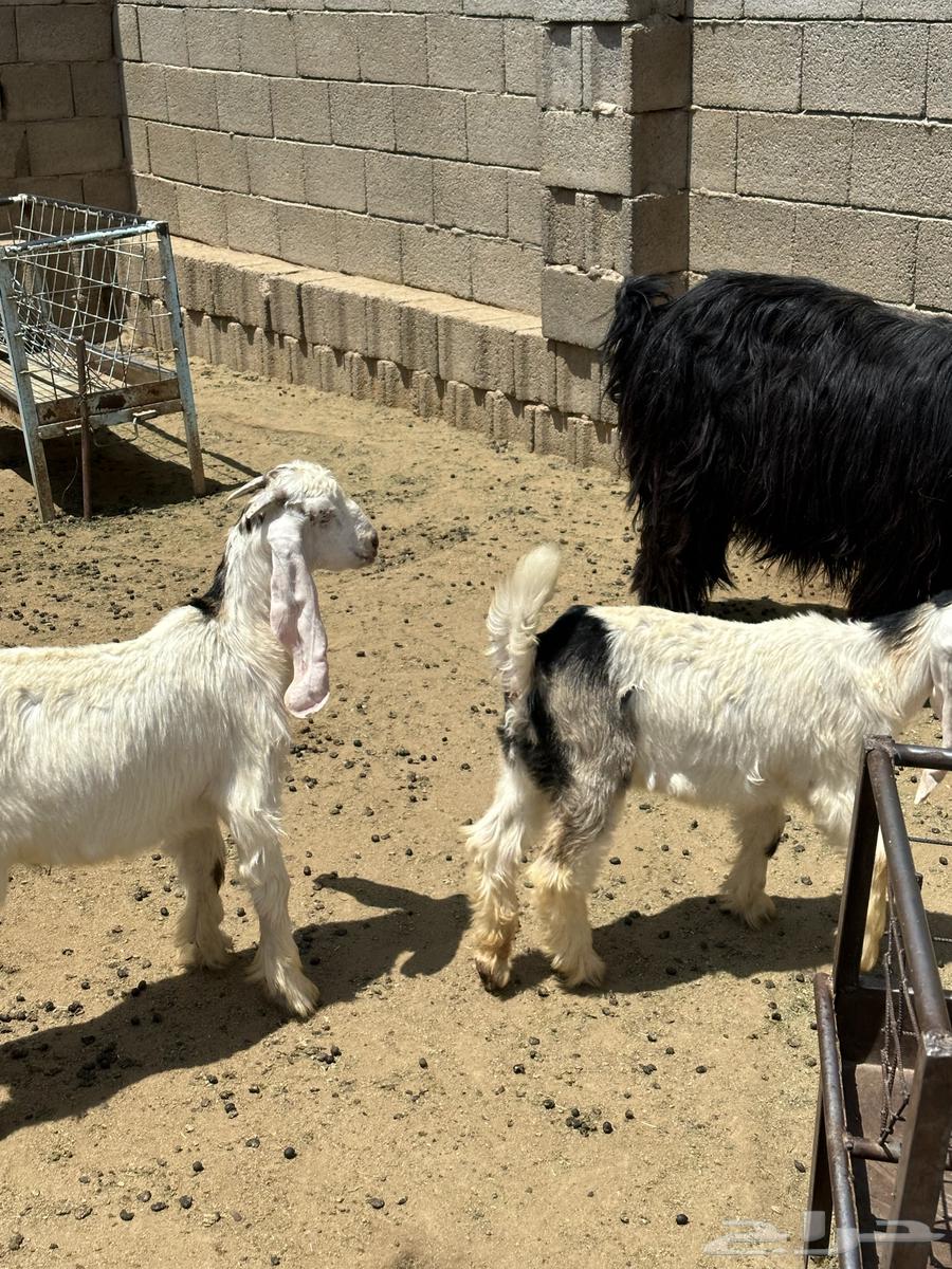 Goat with two underneath64383122598019113