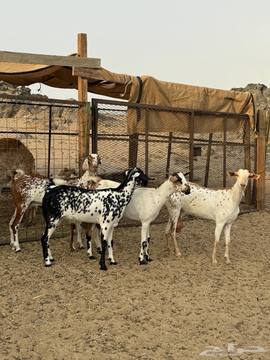 جفار بيشيات ( تم البيع )64379036037761112