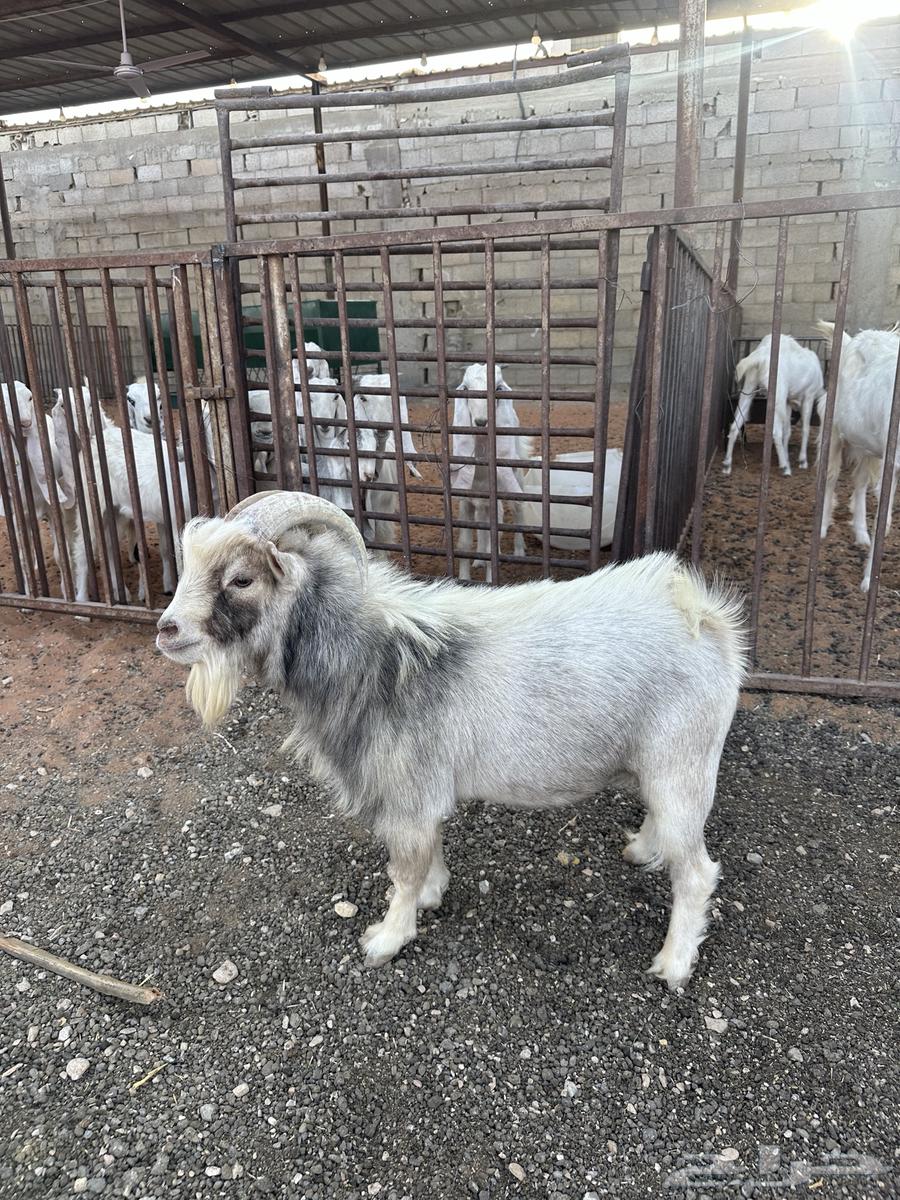 Dwarf Goats Thneian64386473192450110