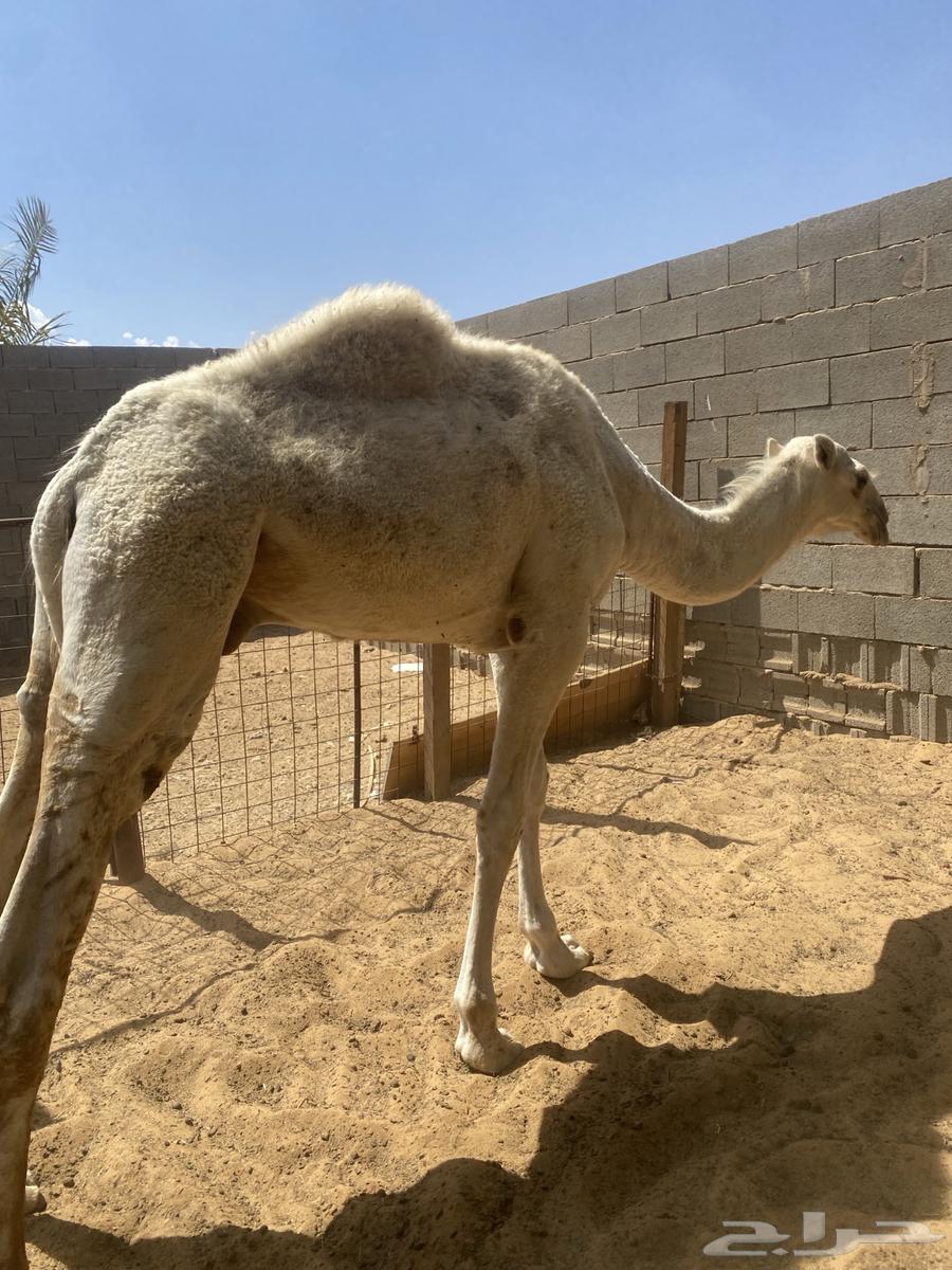 For sale: two white colts, one around five months old and the other a breeding project64384409948545113