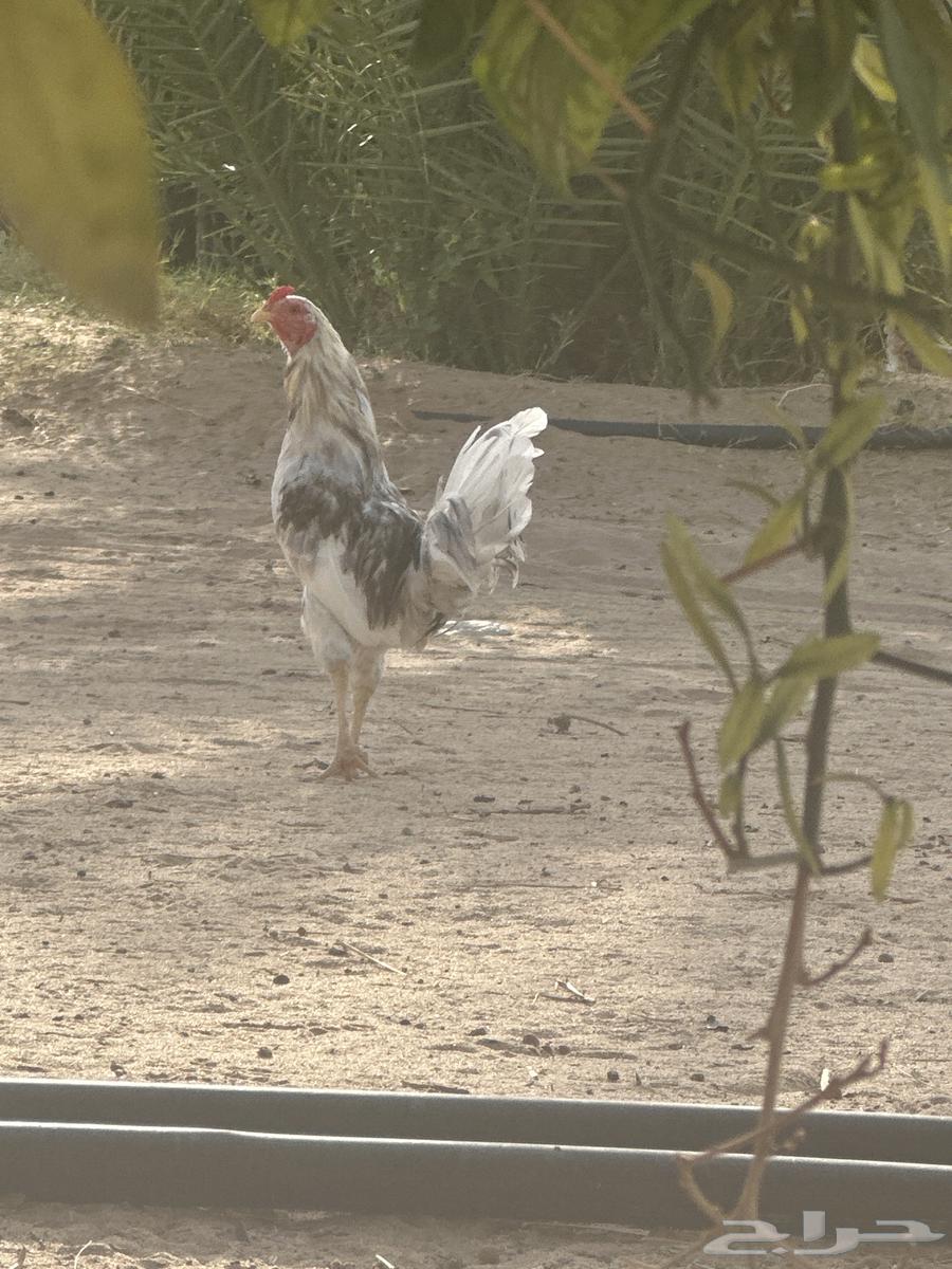 ديك شبابي كفوو حار للبيع64380168890115110