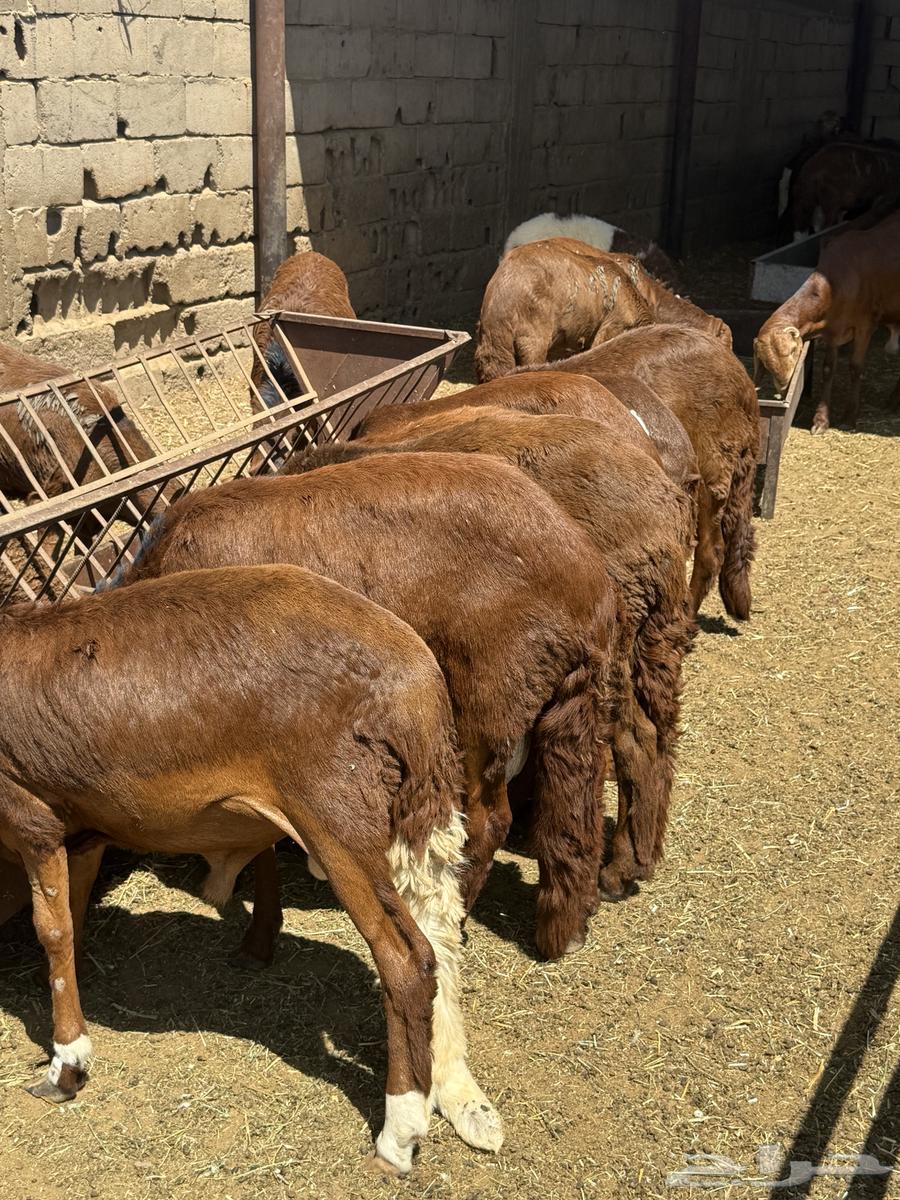 للبيع سواكن حمري فاخر64381920121601111