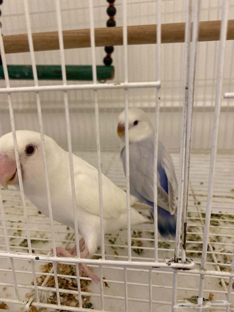 عصافير روز للبيع ذكور اليفه للبيع مع جميع مستلزماته64387243684482111