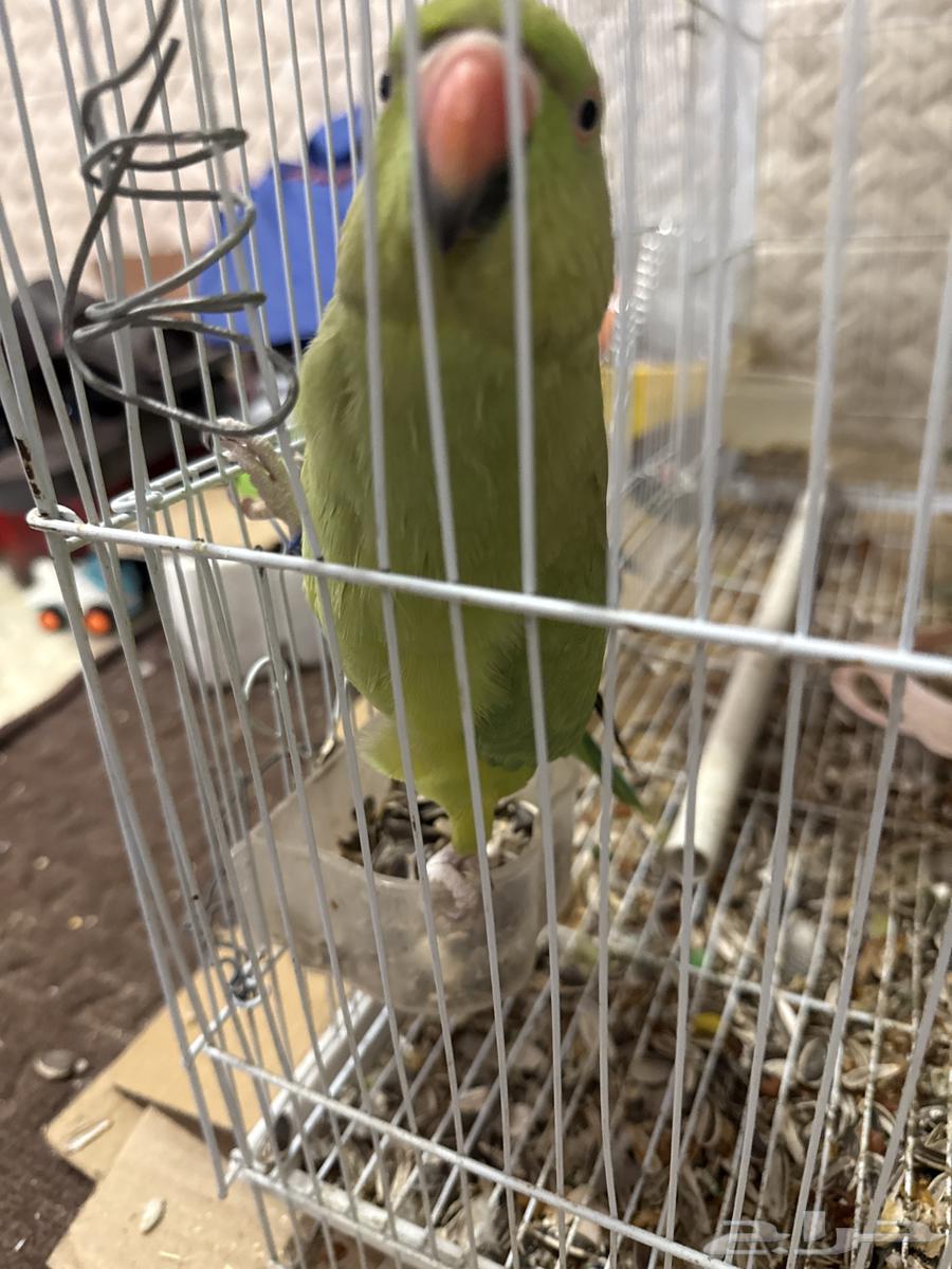 للبيع ببغاء درا بيعه سريعه64389985210369111