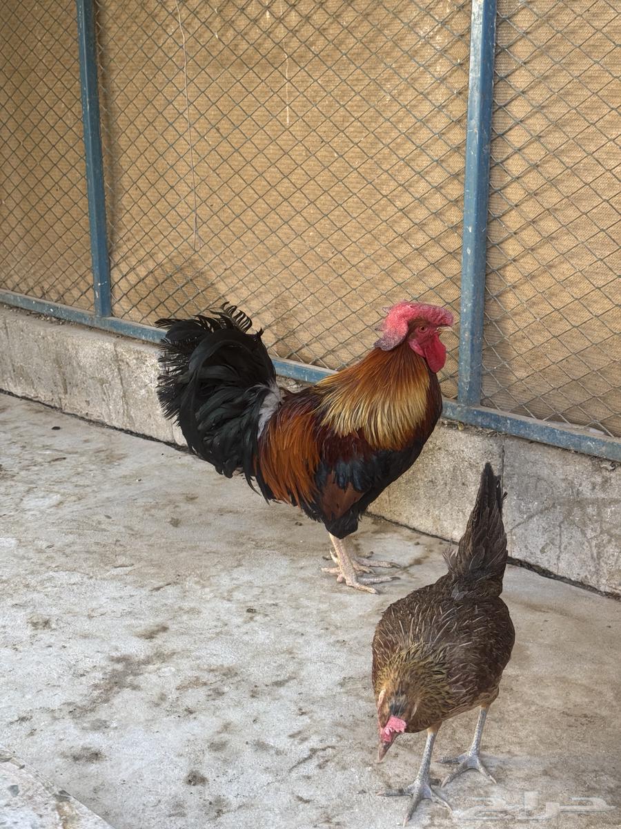 Big rooster free details in my previous ad64387579051395113
