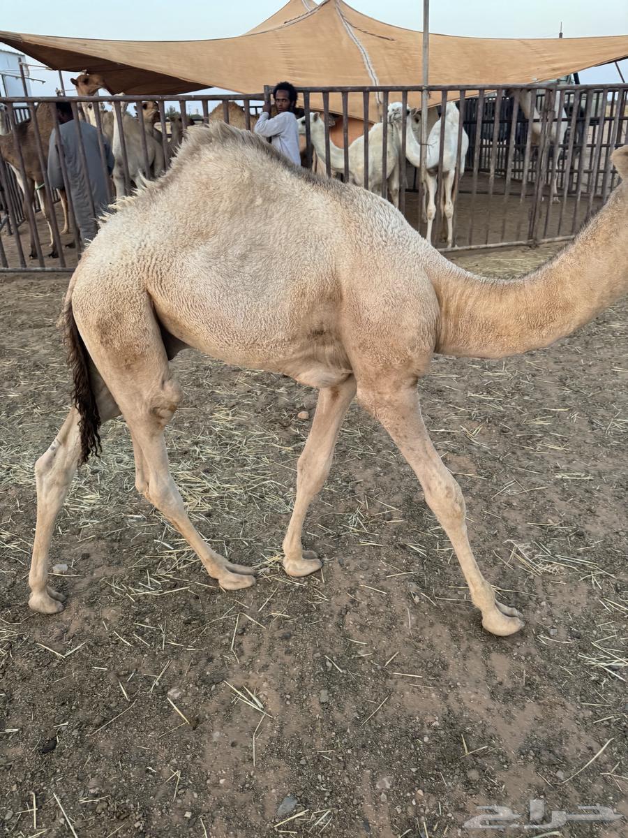 حوار يرضع امه للبيع64387550654081111