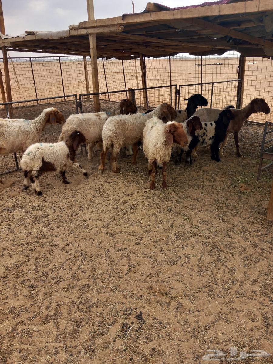 For sale 6 sheep with 6 lambs, offspring of Umar, their age three months64390788244354110
