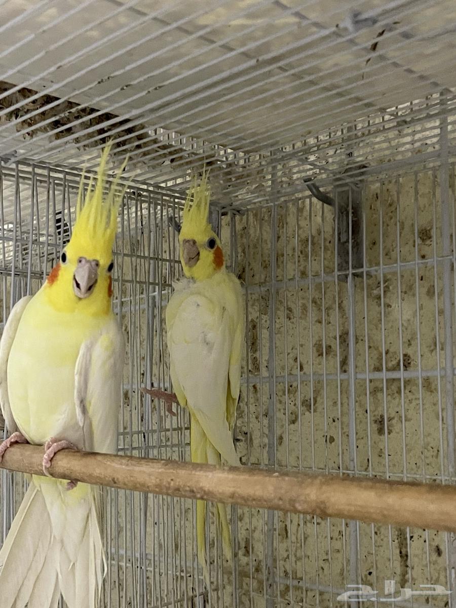 جوز كروان لاتينو مع فرخه64391838565249112