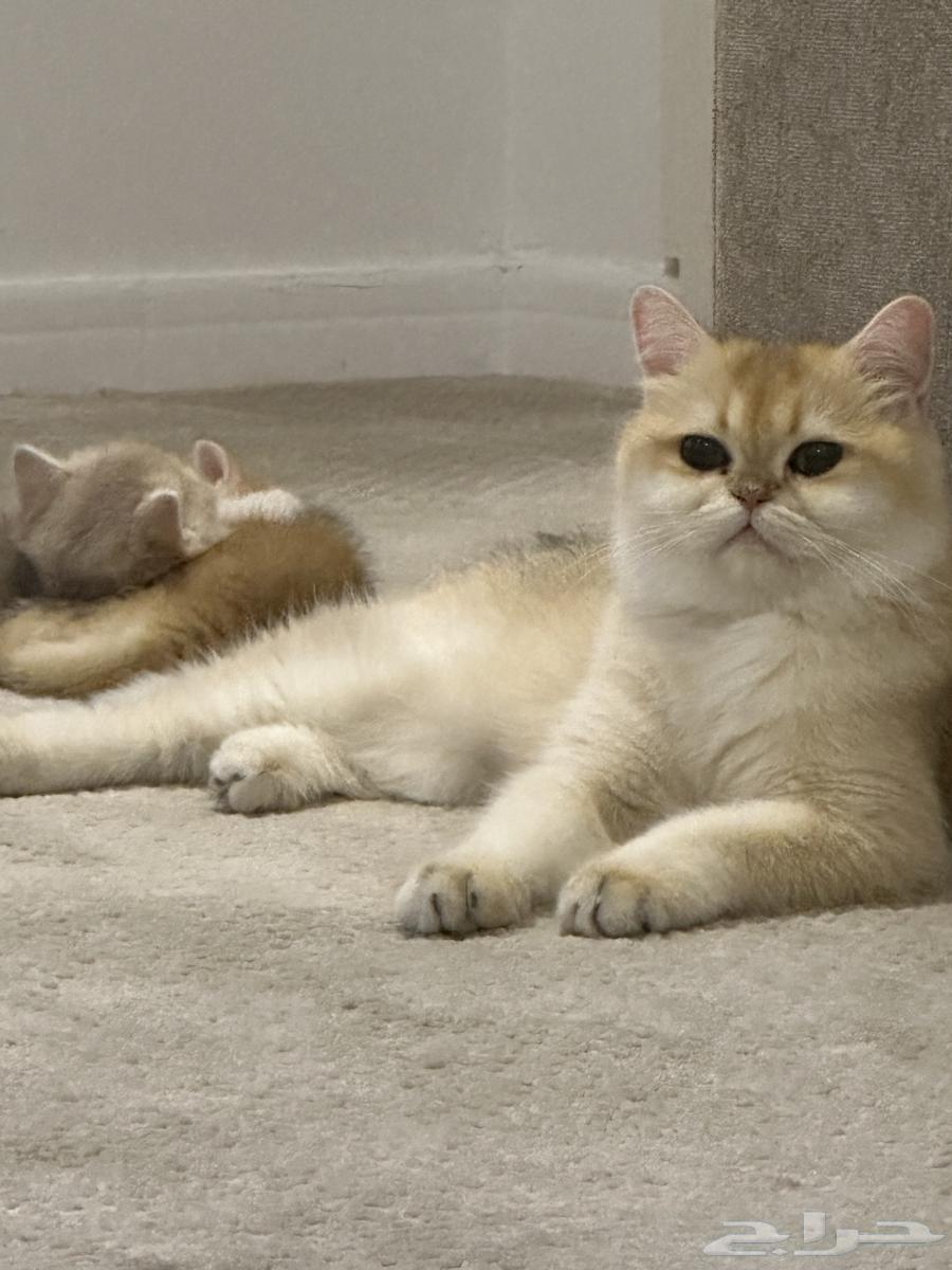 كيتن ( أنثى ) بريتش بيور للبيع مستوى بطل64372419838083114