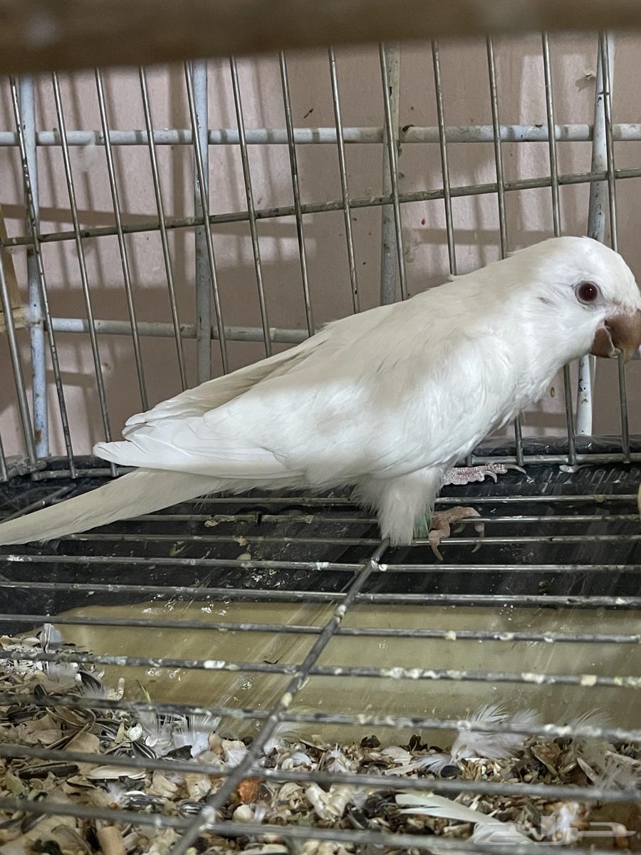 Quaker Bird64388757205121112