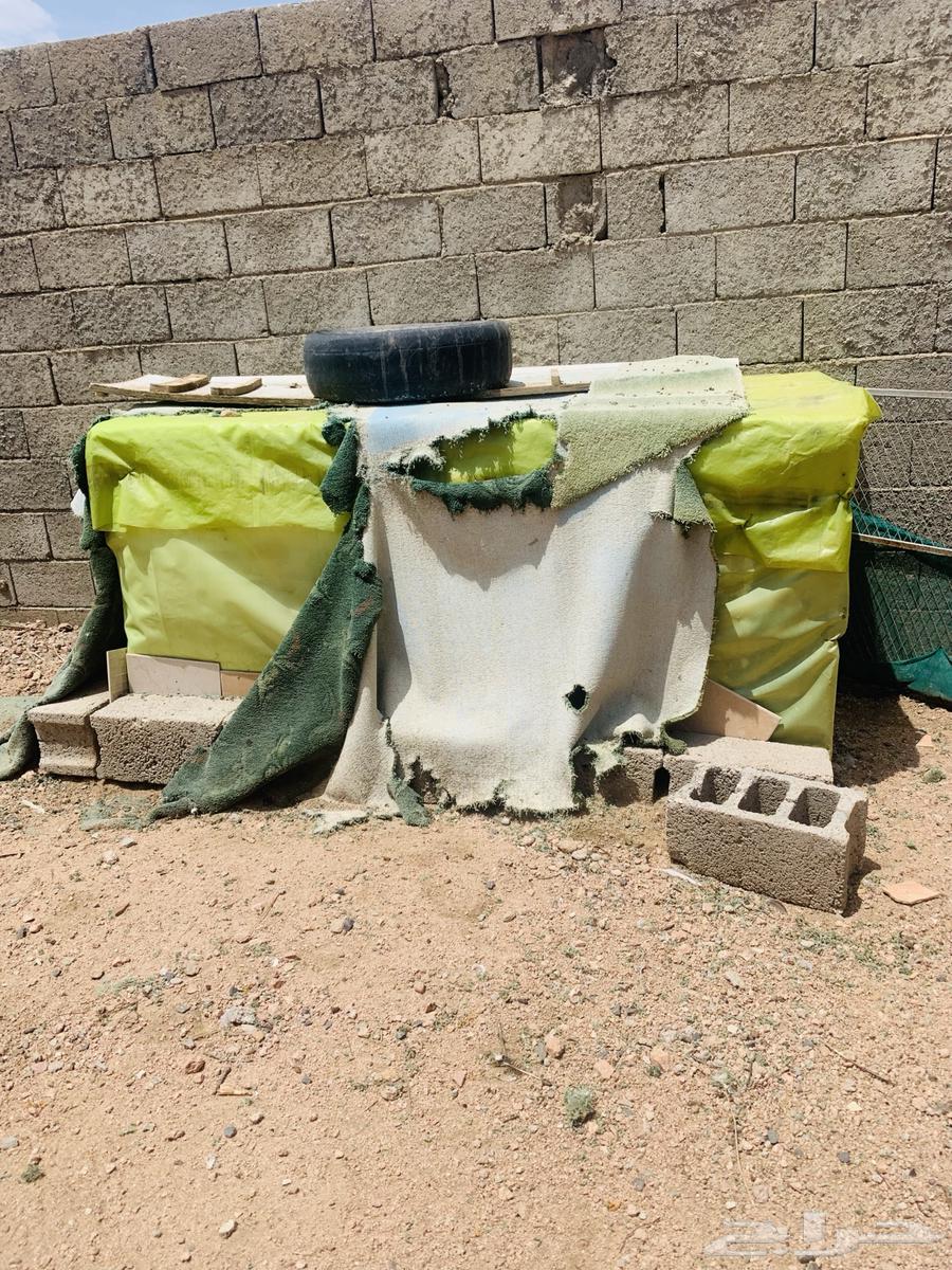 شبوك مستخدمه للدجاج64385244206209114