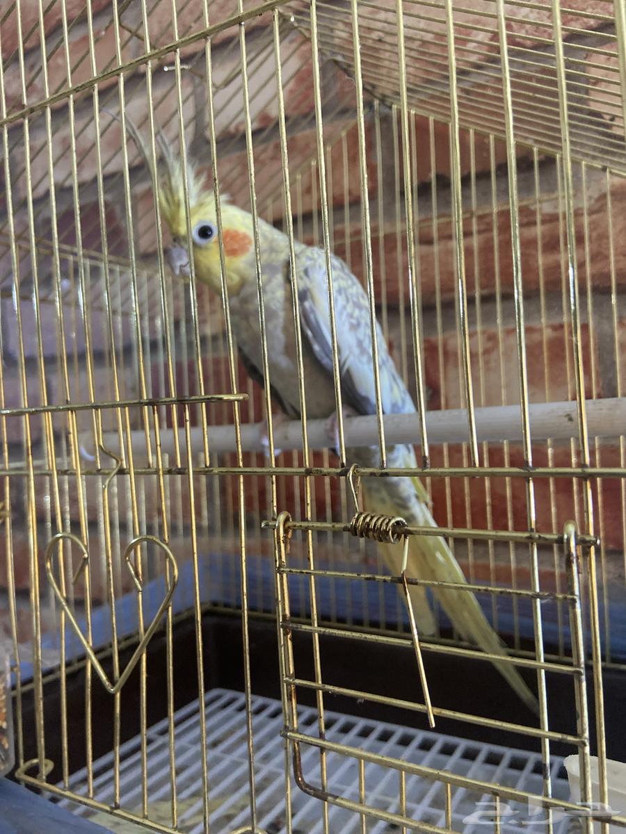 كروان للبيع64384910824322113