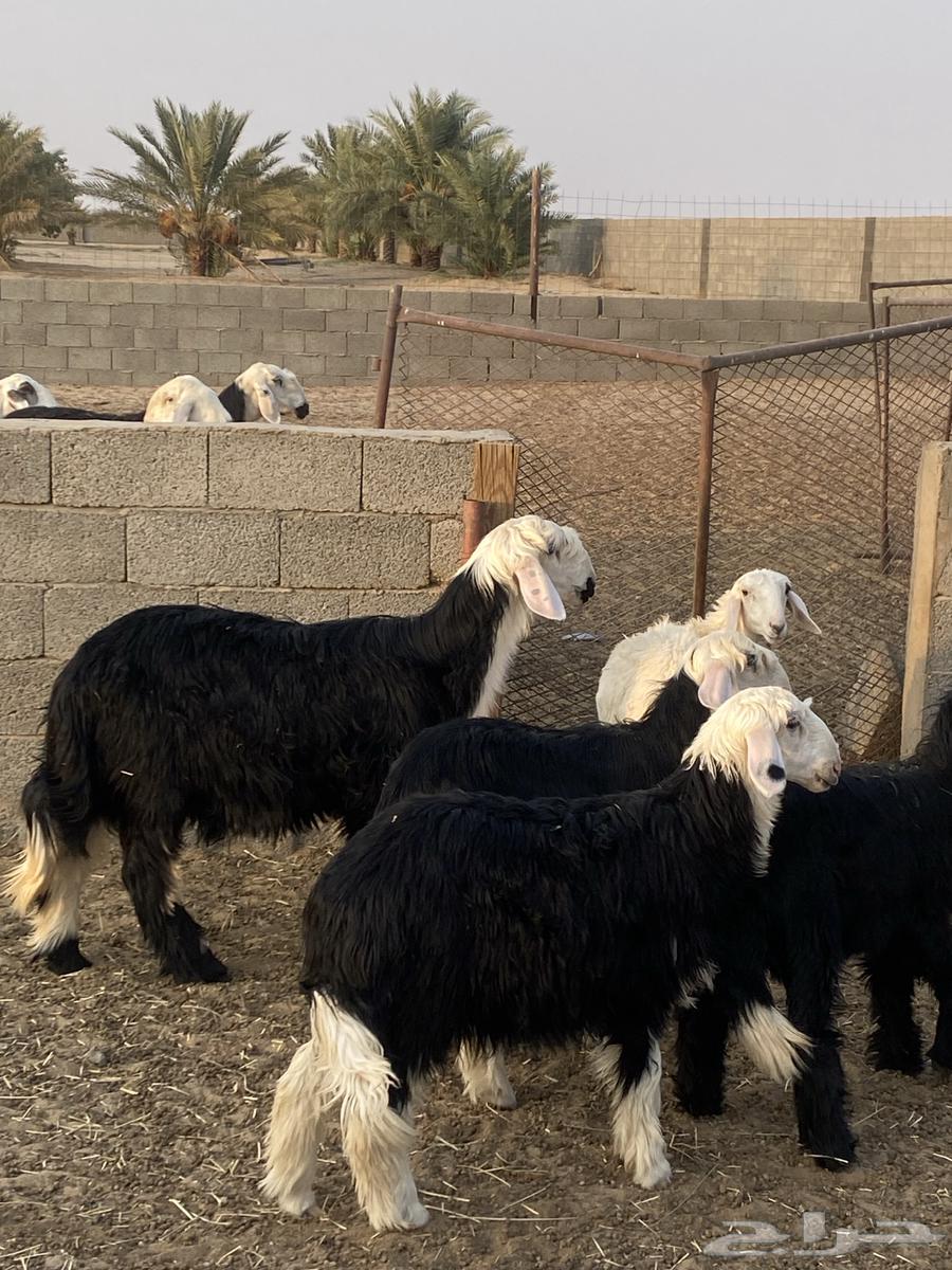 للبيع طلي ورخال نجدية64354992924161110