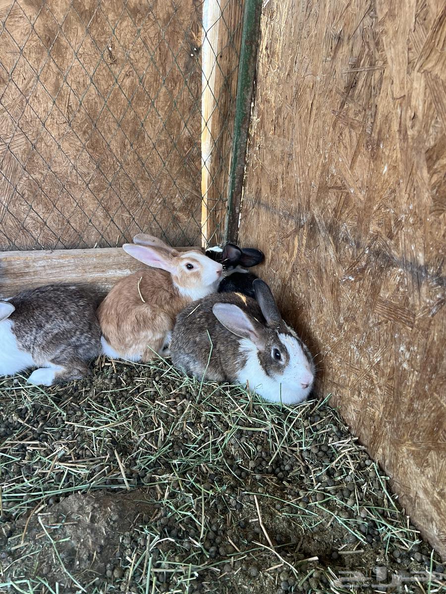 ارنب للبيع64383178094339113