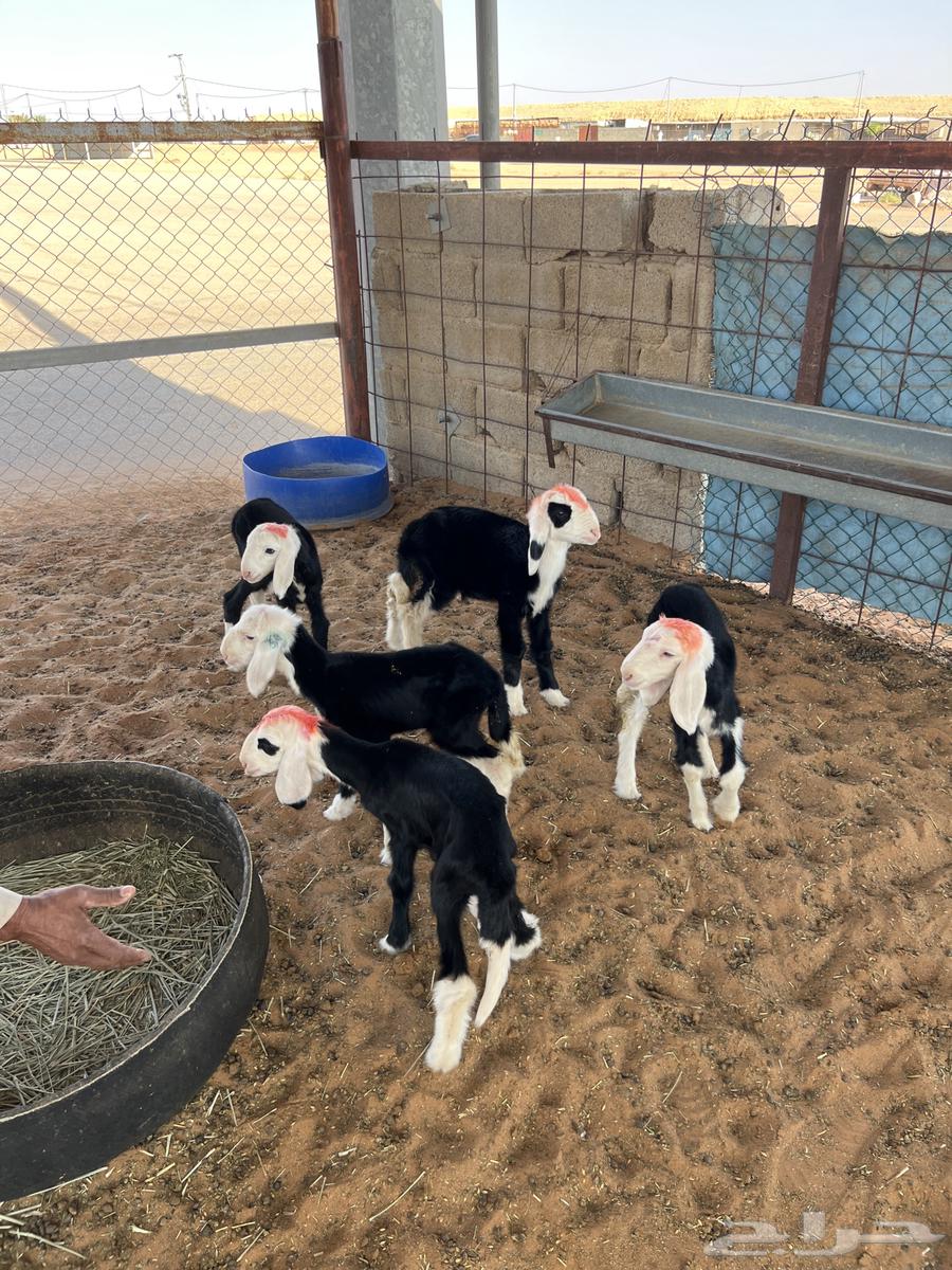 Najdi Sheep Al-Khulafat Twins64380183321474111