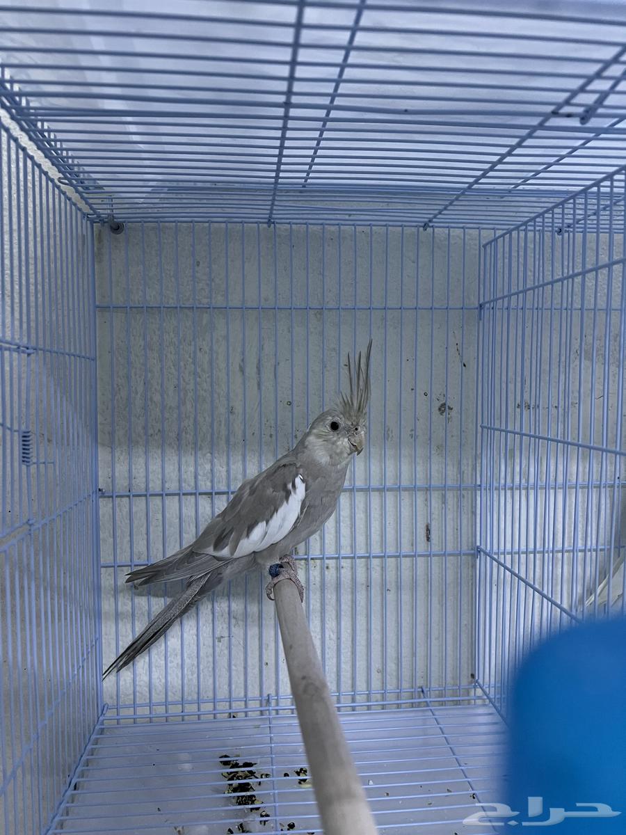 ذكر كوكتيل كروان كريمي فيس سينمون سبلت بايد64389502489091110