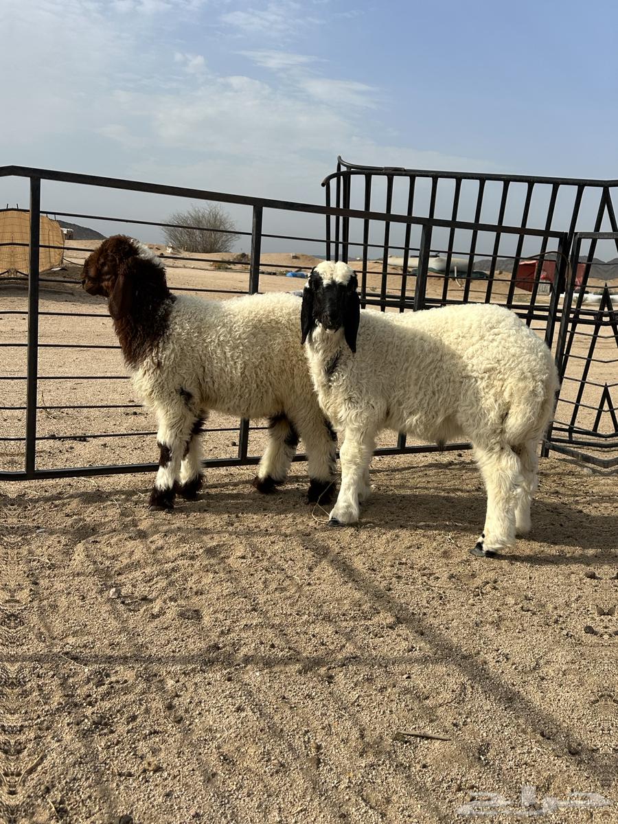 طليان نعيمي لباني فاخر مقفلة شحم64381562188033110