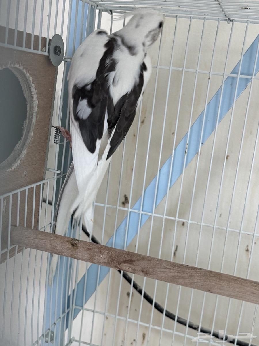 تم البيع64385383915394112