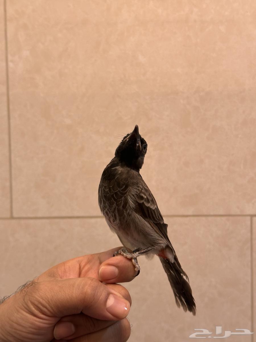 بلبل كشميري64384134349057111