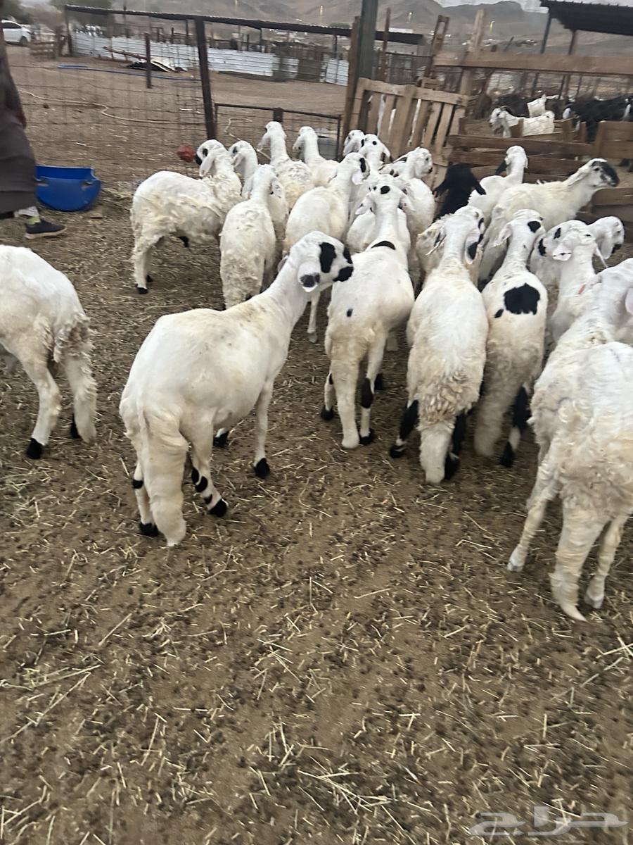 طليان سواكن بيض64380847229058111