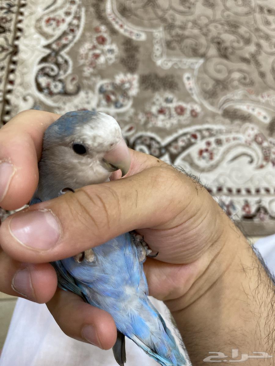 للبيع روز اليف هدد متكلم يقول تعال ويبوس64383011366659113