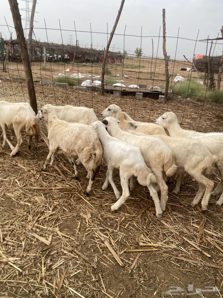 رخال بلدي فاخر64388078995202112