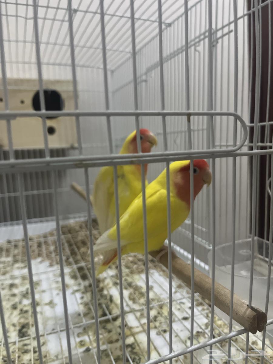 جوز روز لاتينو64386892080257113