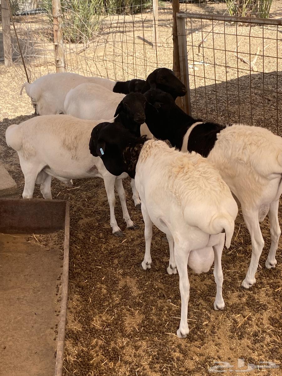 برابر مرابي64391147141123110