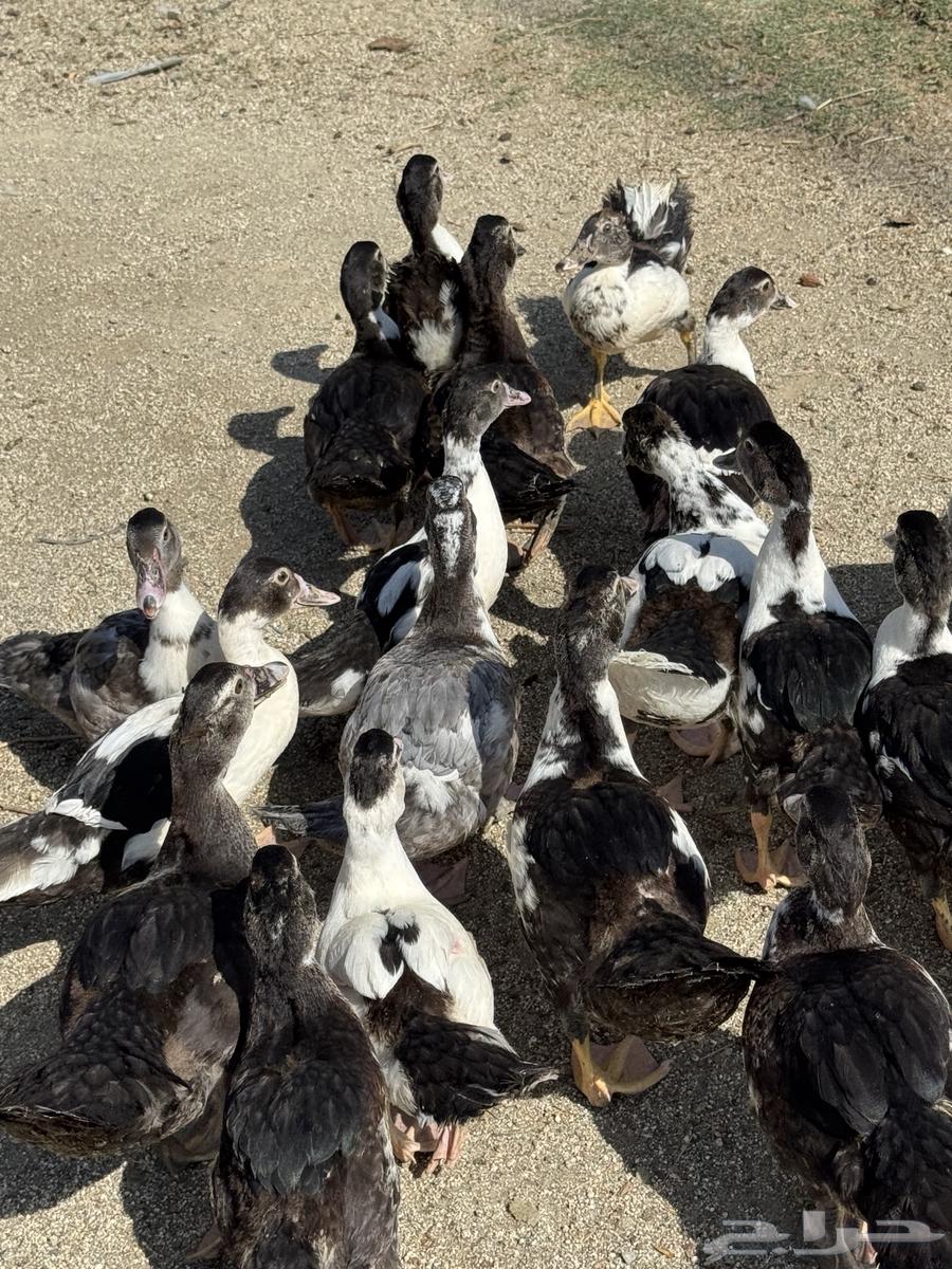 بط مصري ممتاز64381548260226114