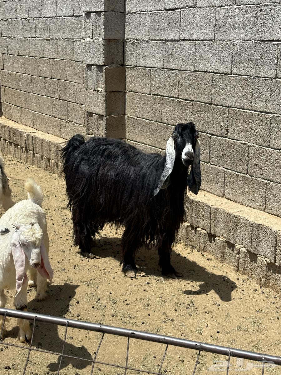 Goat with two underneath64383122598019111