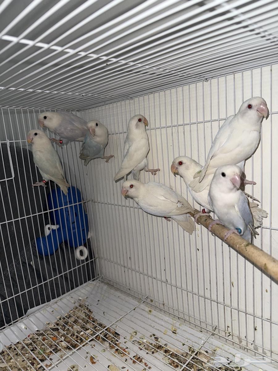 أجواز روز محلله DNA64377652251009112