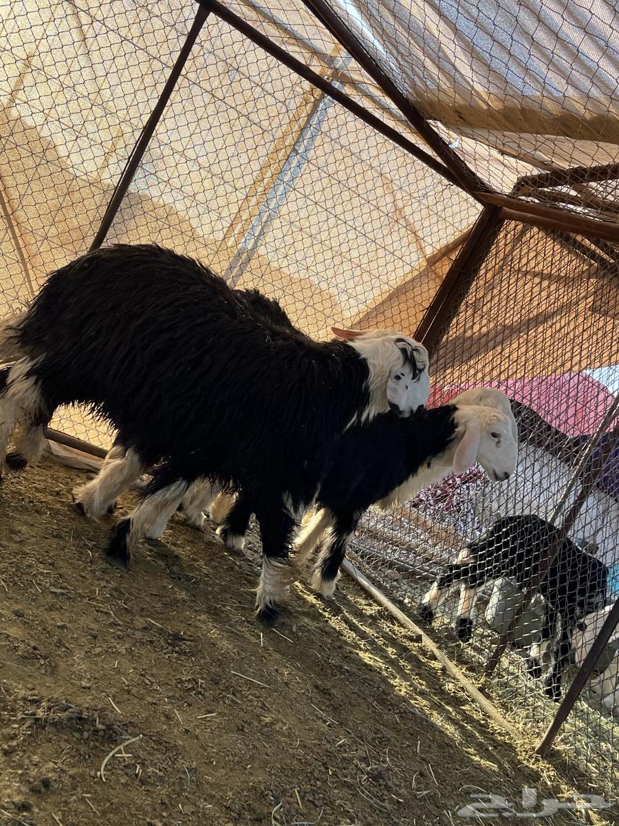 Finding five goats64387787906947110