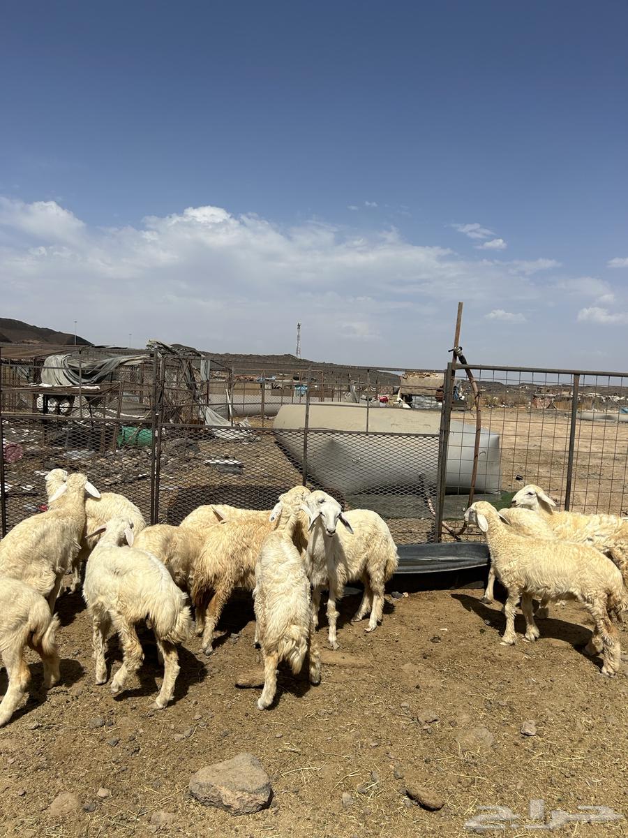 رخال حريات الحد ( 990 )64381301487619114