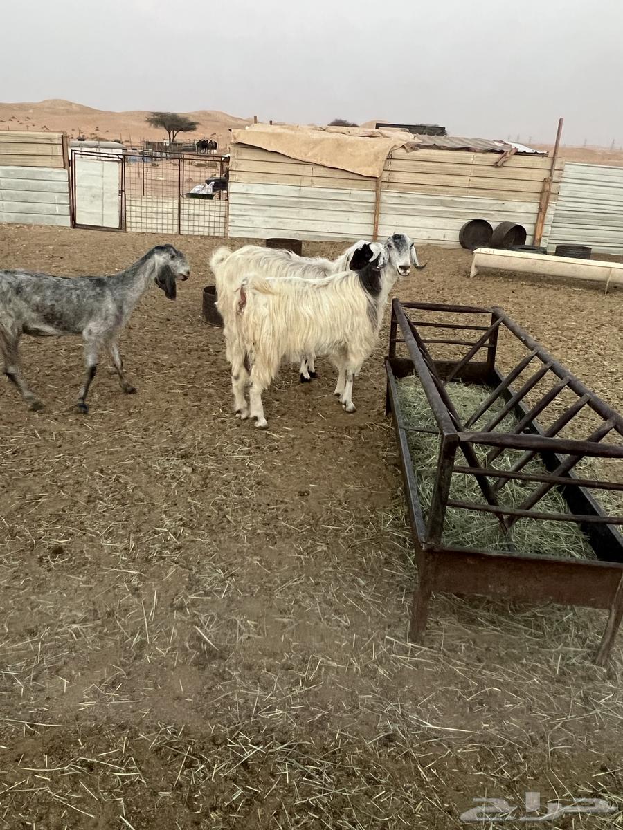 5 معزاء حليب مشاريك64389460683651113