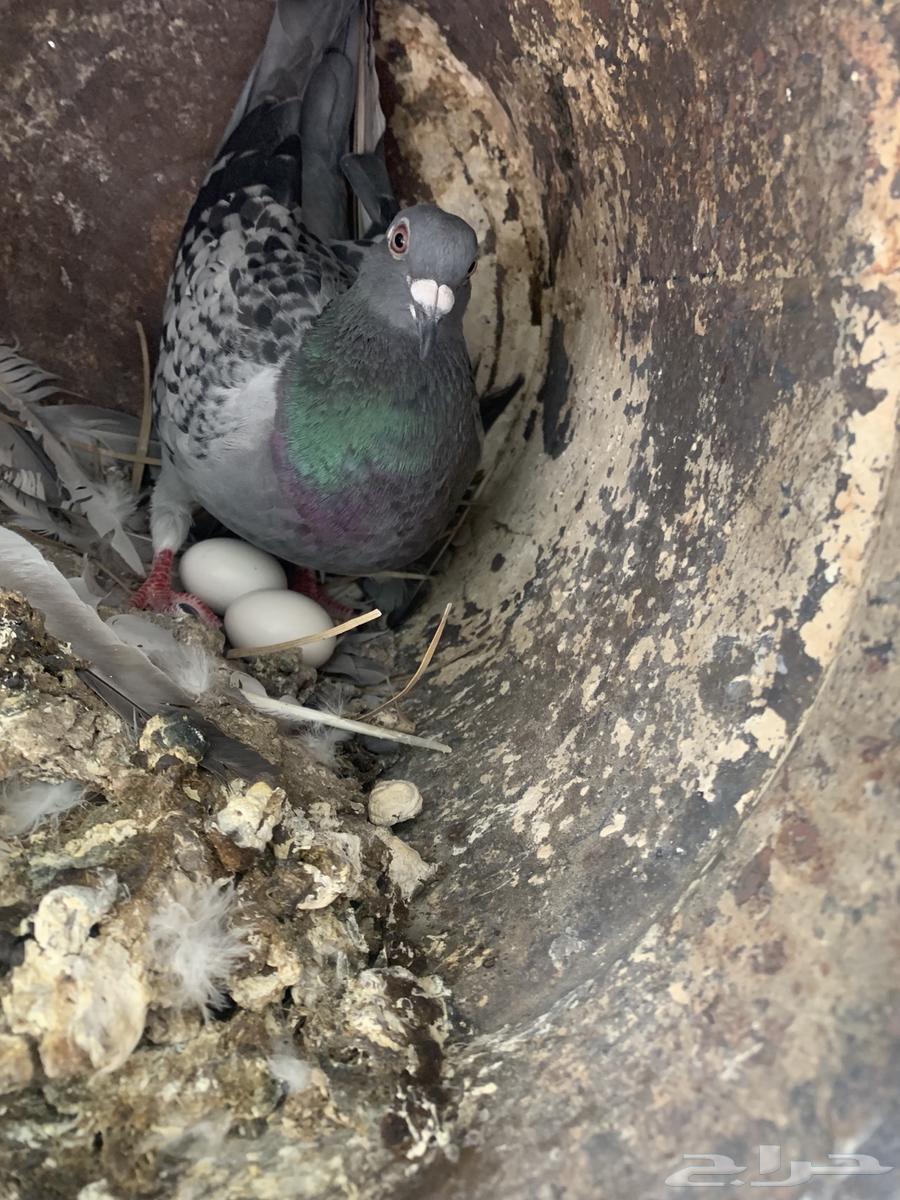 حمام زاجل سباق64390981587074113