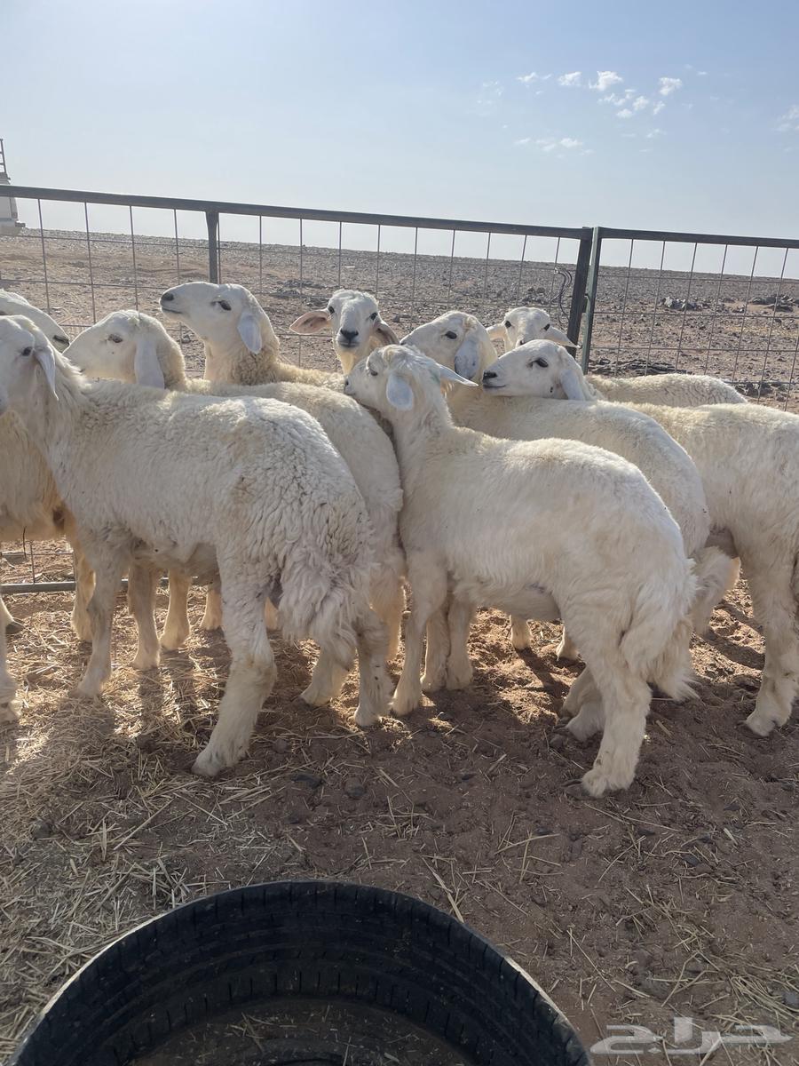 Sheep64380792341762112