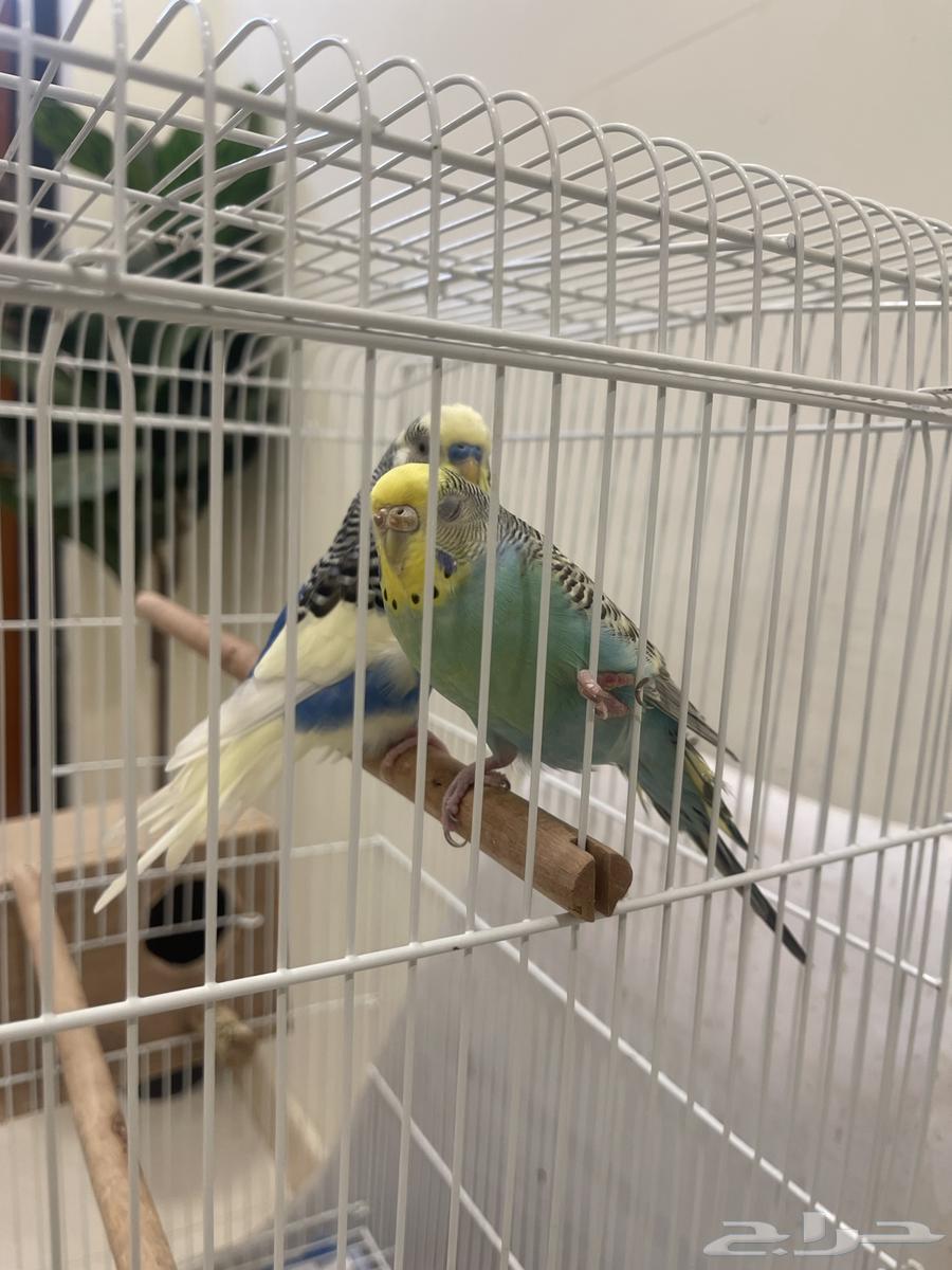 Healthy Pair of Budgies, Price 10064402063953154114