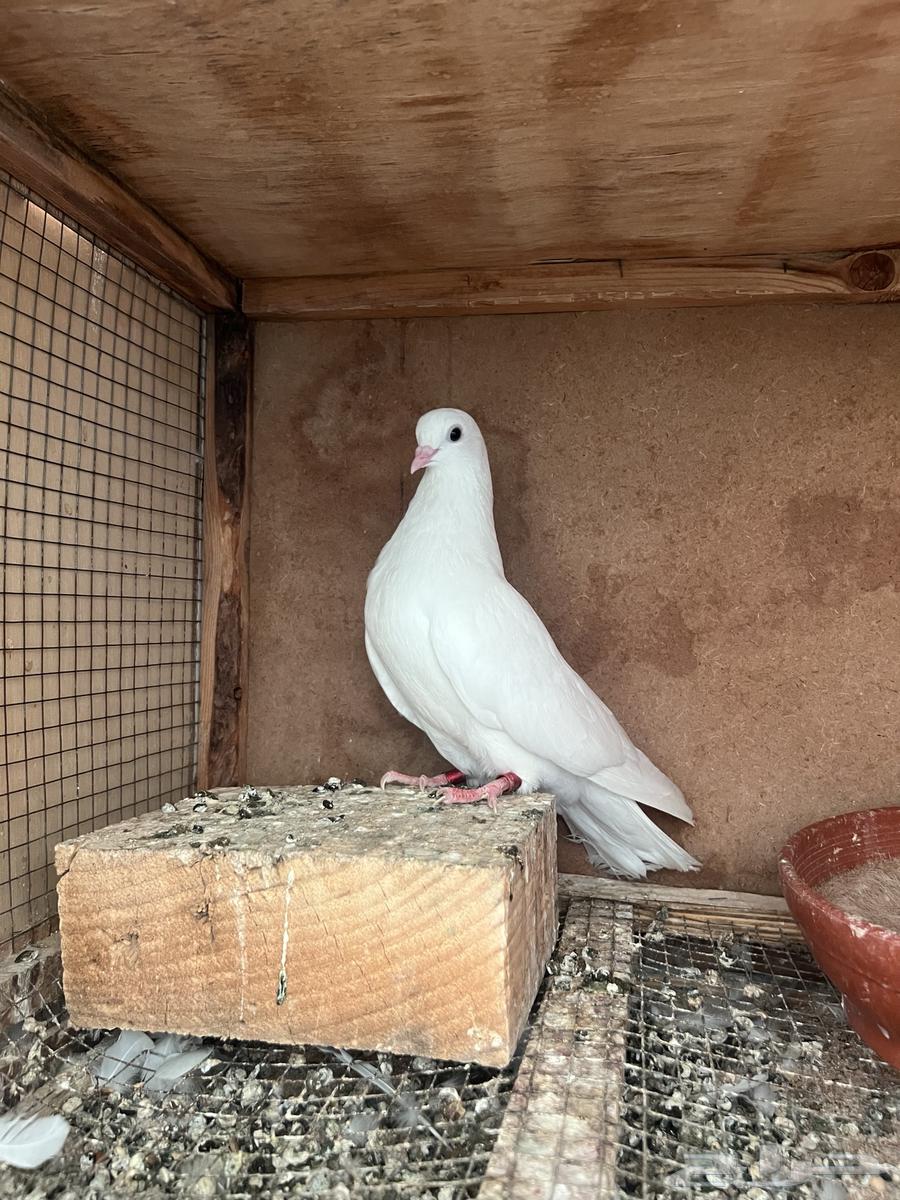 قطايف اجوز وفرايد ذكور واناثي64382776401794113