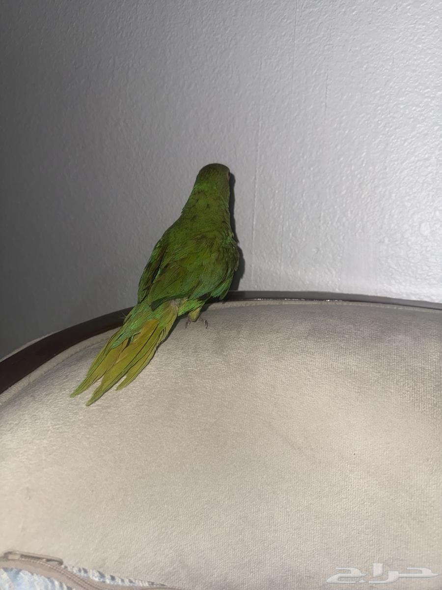 للبيع ببغاء دره هندي64380833360643112