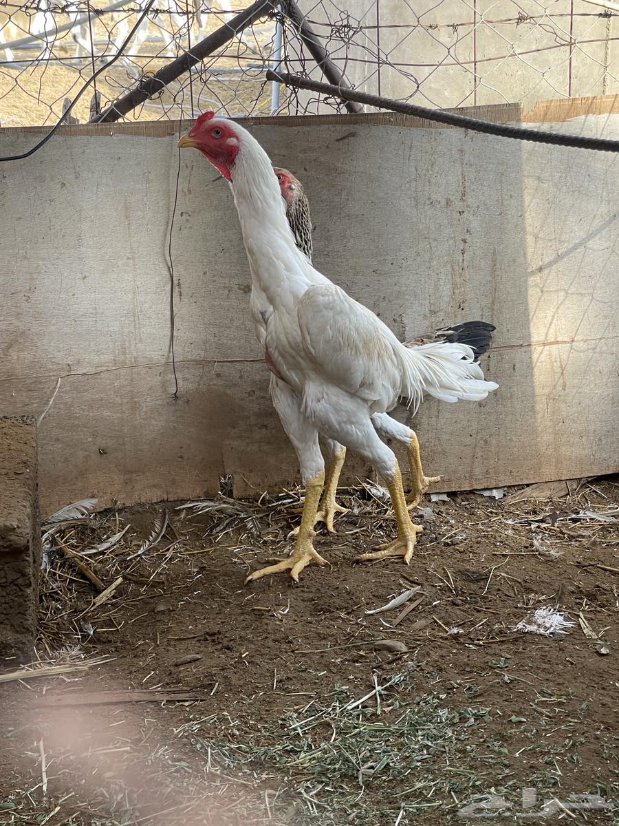 ديك شامو ياباني64381699158530111