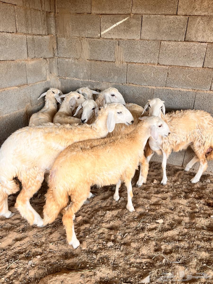 Eight sheep for sale for slaughter or breeding64381699183874113