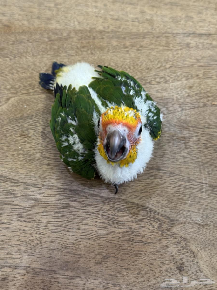 فرخ صن كنيور (((تم البيع)))64382955875331111