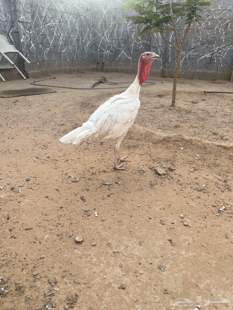 ديك رومي ابيض64390898139010111